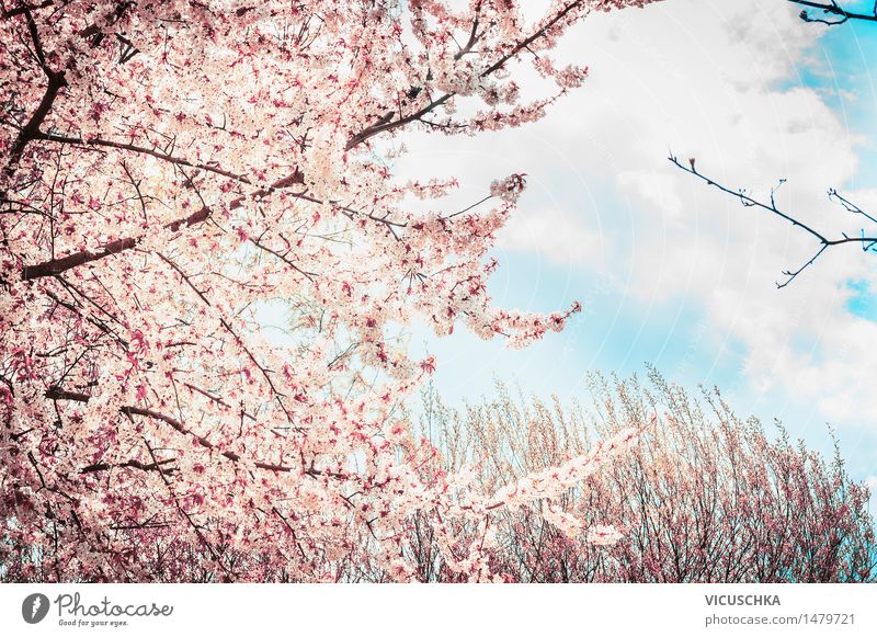 Blossoming cherry blossom tree in the sky background Style Design Summer Garden Nature Plant Sky Sunlight Spring Beautiful weather Tree Leaf Park Pink Asia