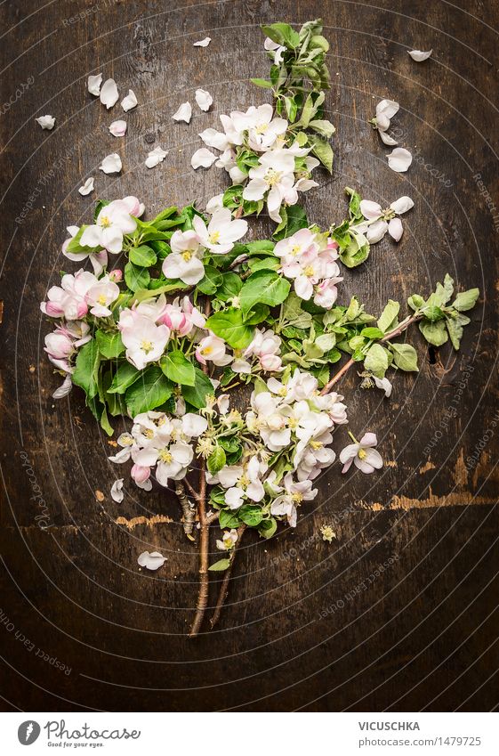 bouquet of blossoming fruit trees Style Design Decoration Nature Plant Spring Tree Flower Leaf Blossom Garden Bouquet Blossoming Retro Fragrance Spring fever