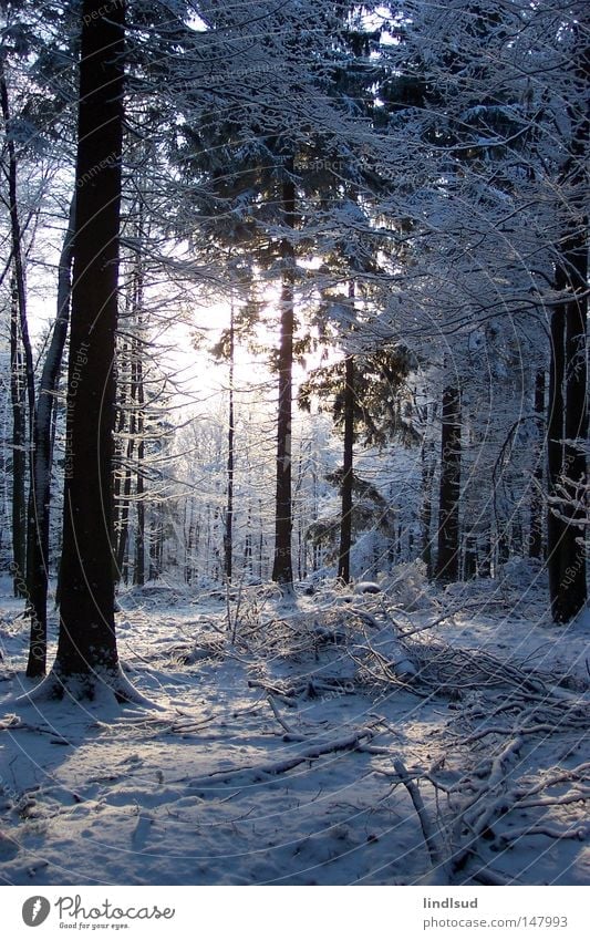 winter morning Winter Snow Forest Tree White Light Relaxation Calm