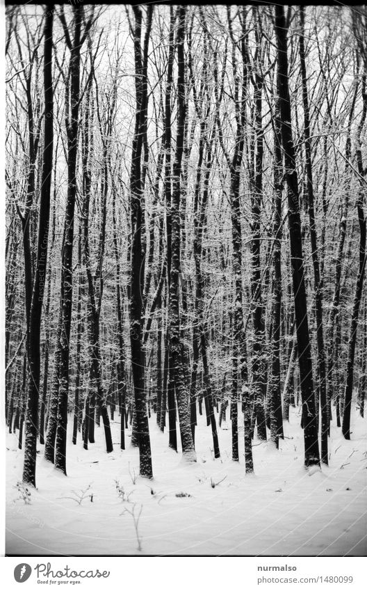 Finally analog snow Yoga Art Nature Winter Climate Climate change Ice Frost Snow Snowfall Tree Forest Glittering Hiking Exceptional Dark Cold Long Black White