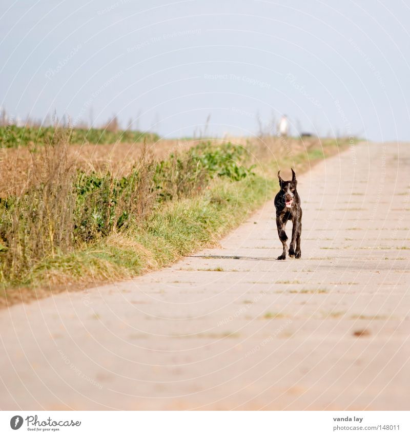 final spurt Hound Dog Animal Brown Mammal Devil Concrete Field Meadow Sky Judder Speed Autumn paul German Shorthair german shorthaired pointer hunting hounddog