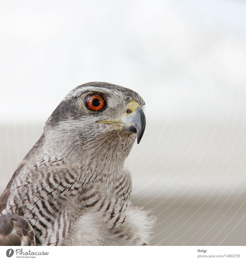 watch out... Environment Nature Animal Wild animal Bird Animal face Goshawk 1 Observe Looking Beautiful Uniqueness Natural Brown Gray White Contentment