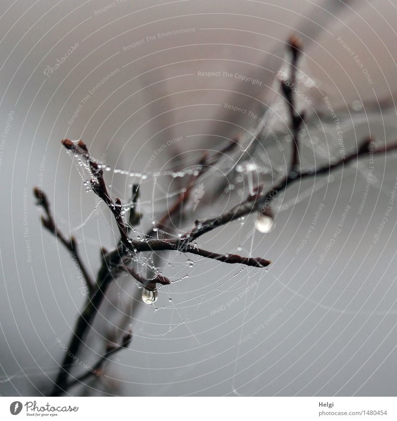 Moor mist droplets... Environment Nature Plant Drops of water Autumn Fog Bushes Twig Bog Marsh Spider's web Hang Authentic Exceptional Dark Uniqueness Cold Wet