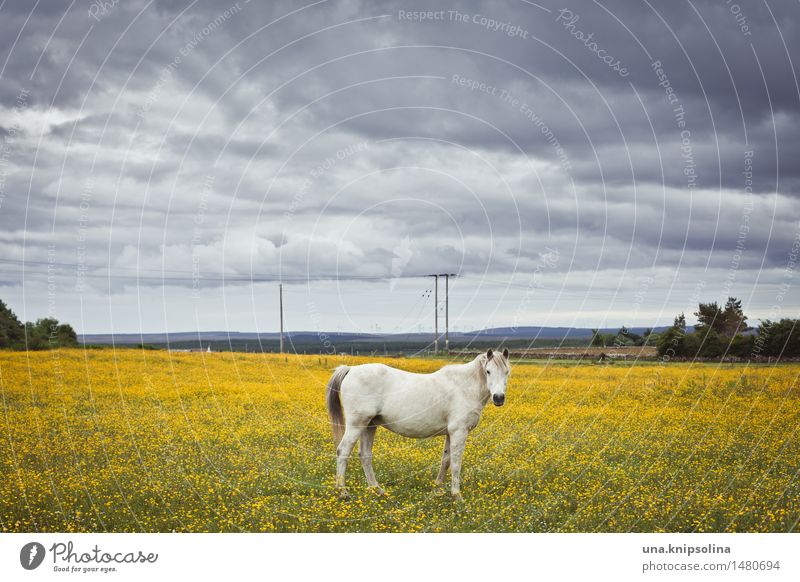 There's a horse standing on the... field Environment Landscape Clouds Bad weather Field Scotland Village Horse Gray (horse) 1 Animal Stand Yellow Colour photo