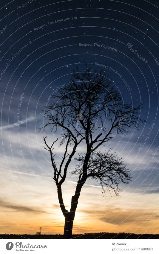 night shift Environment Nature Landscape Sky Sky only Clouds Night sky Stars Horizon Moon Full  moon Autumn Tree Field Forest Bright Starry sky Branch