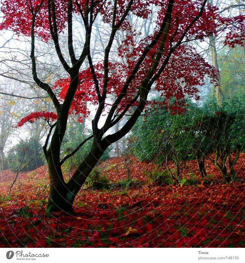 Red Case Branch Tree Tree trunk Leaf Bushes Colour Damp Fresh Branchage Grass Green Park Verdigris Hedge Autumn Seasons Contrast Moss Morning Nature Fog Plant