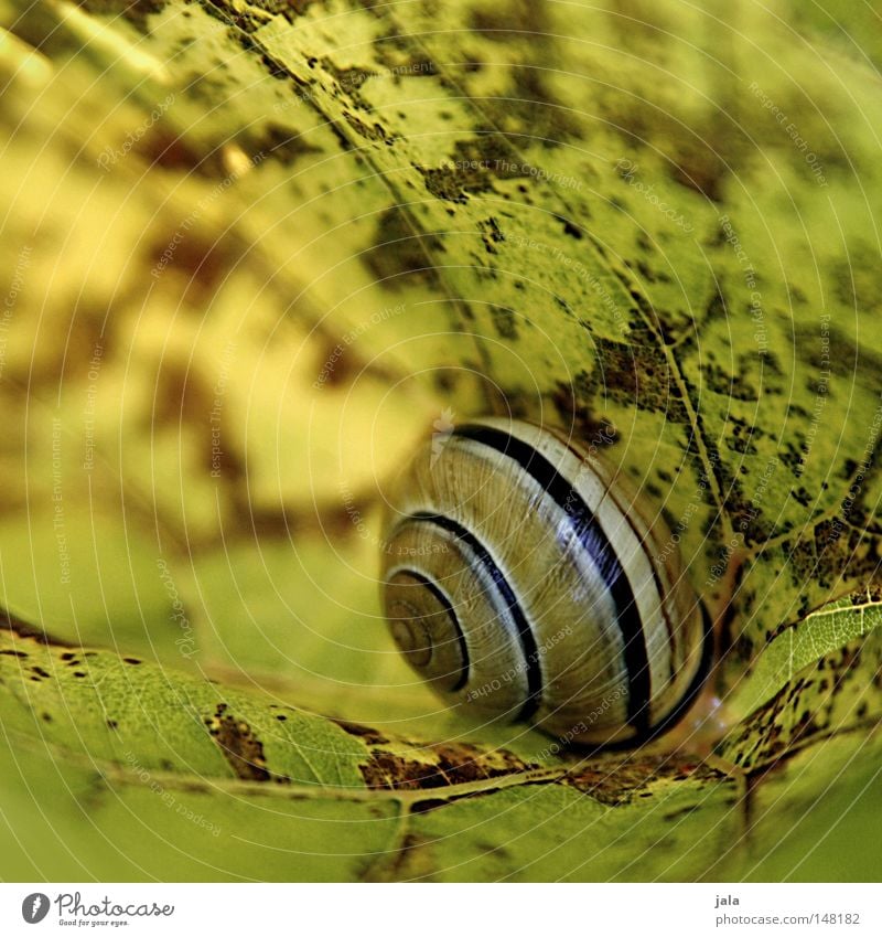 in need of protection Snail Snail shell Protection Leaf Green Yellow Autumn creep away