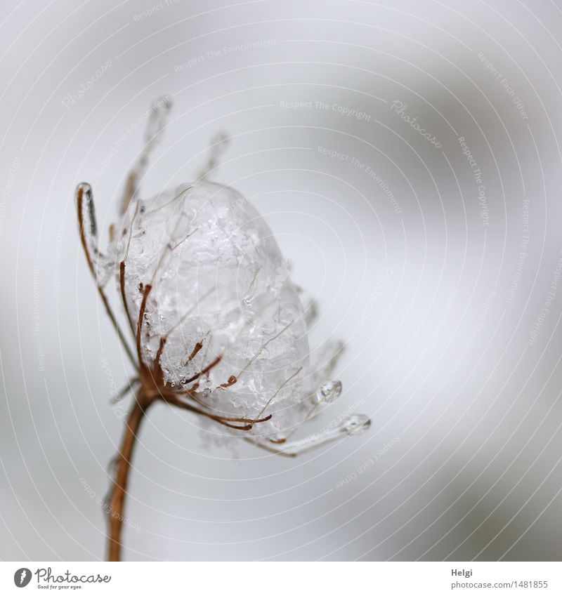 icy Environment Nature Plant Winter Ice Frost Wild plant Meadow Old Freeze Stand To dry up Exceptional Uniqueness Cold Small Natural Brown Gray Unwavering