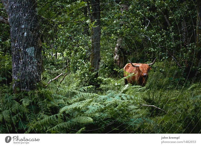 Scottish jungle cow Nature Tree Fern Forest Scotland Farm animal Cow Cattle Highland cattle 1 Animal Stand Threat Healthy Contentment Brave Trust Protection