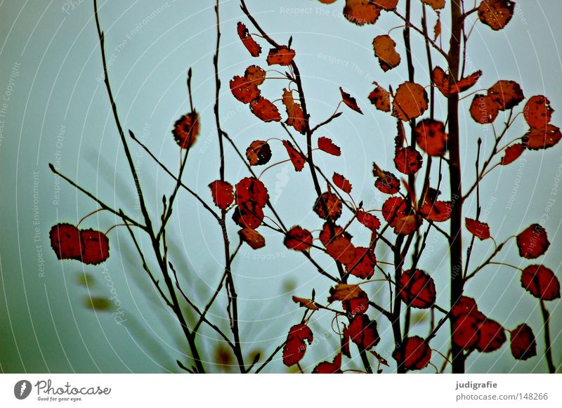 autumn Sunday Aspen Poplar Tree Leaf Autumn Colour Colouring Sky Gray Gloomy Fog Twig Branch Deciduous tree Cold Badlands Bleak Calm Sadness