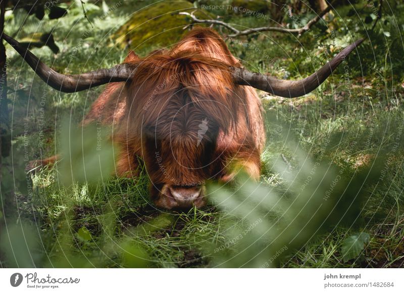 real character Nature Meadow Forest Scotland Pet Highland cattle 1 Animal Think Lie Friendliness Cuddly Muscular Brown Green Bravery Power Protection