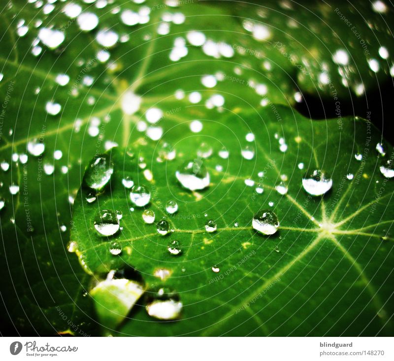 Liquid Jewels Tears Rain Drops of water Leaf Glittering Reflection Green Star (Symbol) Macro (Extreme close-up) Water Wet Life Fresh Light Line Divisible Near