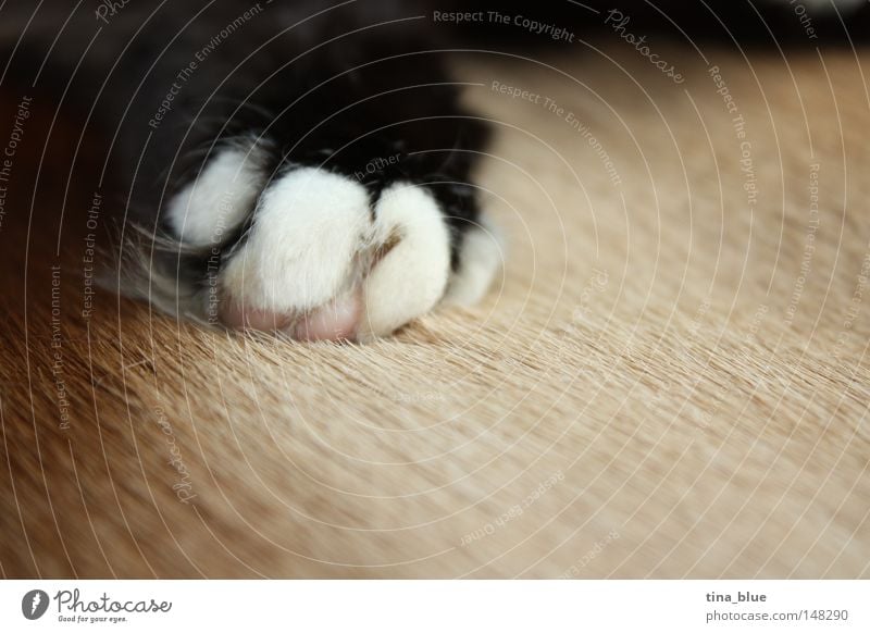 cat's paw Cat Black & white photo Paw Pelt Brown Claw Calm Sleep Peace Macro (Extreme close-up) Mammal Close-up Peaceful bliss depth blur