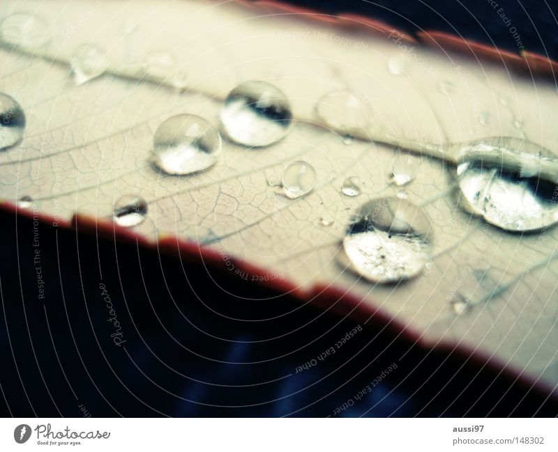 after that the sun came... Rain Reflection Breakage Light Refraction Grief Leaf Macro (Extreme close-up) Close-up Park Drops of water Weather Detail Sadness