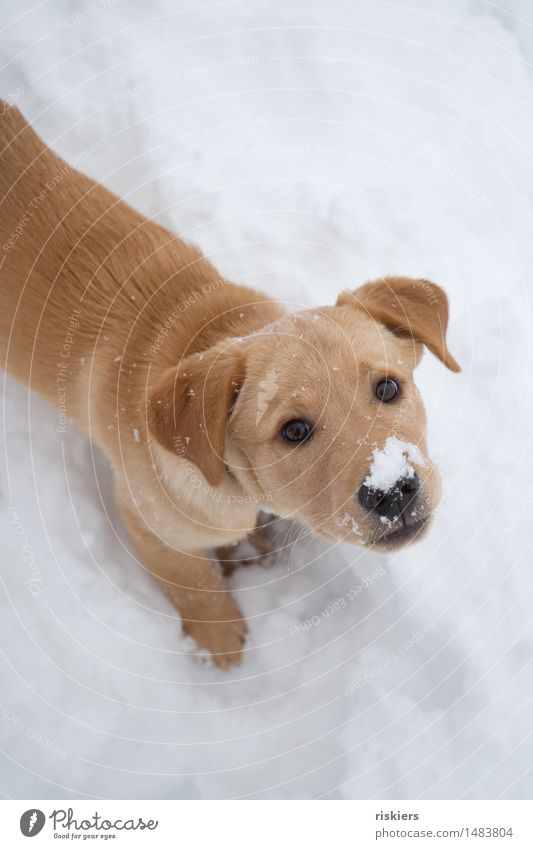 snow nose Environment Nature Winter Snow Snowfall Forest Animal Pet Dog 1 Baby animal Observe Discover Looking Playing Wait Friendliness Fresh Curiosity Cute