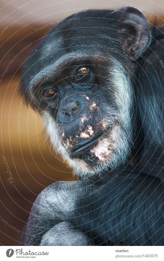 passport photo Animal Animal face Pelt 1 Brown Pink Black White Monkeys Chimpanzee Looking haunting Looking into the camera for life Posture Colour photo