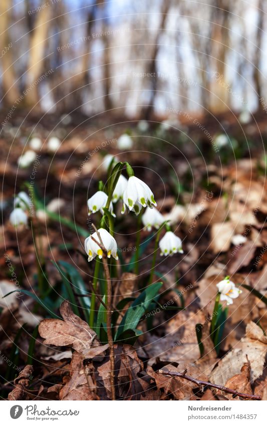 March cup Senses Environment Nature Landscape Plant Earth Spring Climate Beautiful weather Flower Wild plant Park Forest Blossoming Fragrance Growth