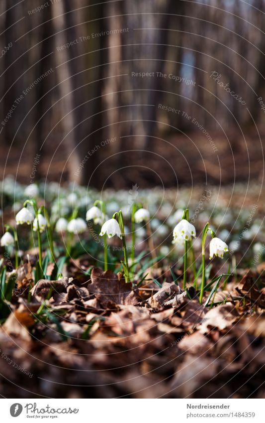 glade Hiking Environment Nature Landscape Plant Earth Spring Flower Forest Blossoming Growth Uniqueness Hope Moody Environmental protection Change