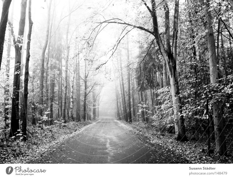 path of fog Fog Forest Motor vehicle Lanes & trails Street Tree Black White Tire Black & white photo Asphalt Curb Driving Far-off places Ambiguous