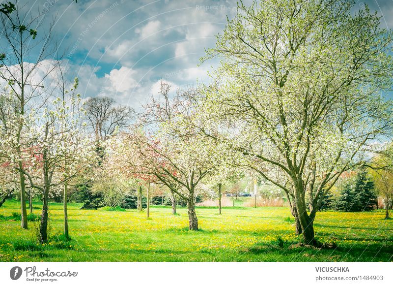Blossoming trees in garden or park . Spring Nature Lifestyle Garden Sky Sunlight Beautiful weather Plant Tree Leaf Park Design Style Landscape Bud