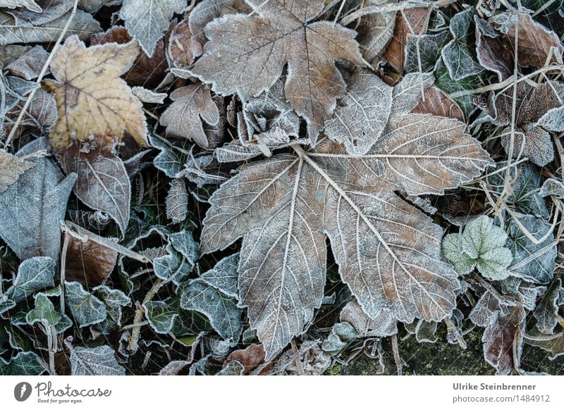 Slightly frosty 3 Environment Nature Plant Autumn Winter Ice Frost Grass Leaf Garden Freeze Lie To dry up Cold Wet Natural Dry Transience Change Limp