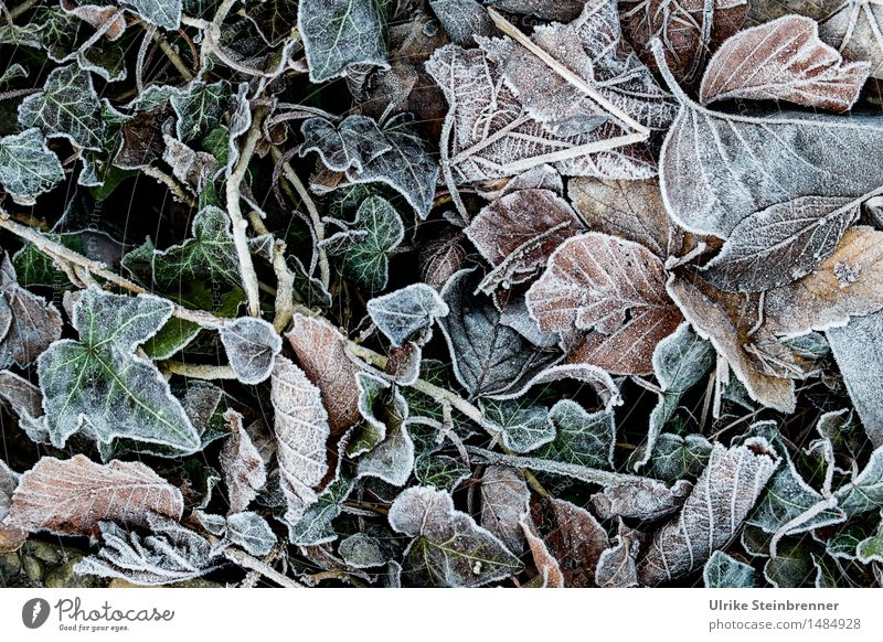 Slightly frosty 2 Environment Nature Plant Autumn Winter Ice Frost Grass Leaf Garden Freeze Lie To dry up Cold Wet Natural Dry Transience Change Limp