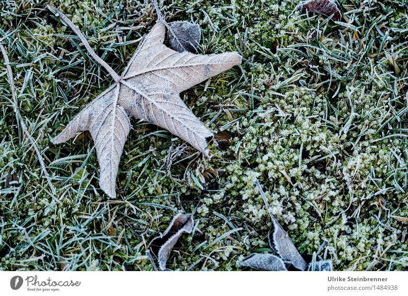 Slightly frosty 1 Environment Nature Plant Autumn Winter Ice Frost Grass Leaf Garden Freeze Lie To dry up Cold Wet Natural Dry Transience Change Limp