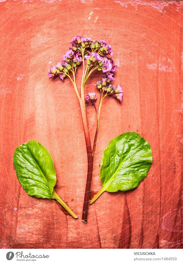 Heartleaf bergenia or elephant ears plant Lifestyle Style Design Summer Garden Table Nature Plant Spring Flower Leaf Blossom Blossoming Pink Bergenia Ornamental