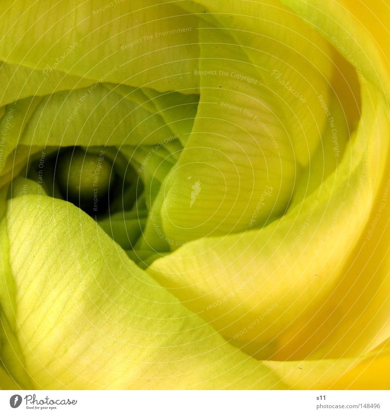 Braided flower Yellow Green Blossom Flower Stalk Plant Blossom leave Simple Blossoming Delicate Open Round Sprout Flourish Occur Deploy Spring flower Cold Park