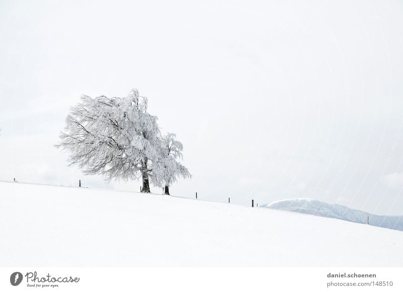 new christmas card 6 Winter Snow Black Forest White Deep snow Vacation & Travel Background picture Tree Snowscape Nature Sky Loneliness Cold Clarity Clean Fresh