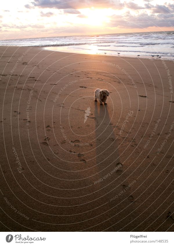 Small Dog - Big Shadow Freedom Sun Beach Ocean Sand Sky Clouds Autumn Warmth Footprint Movement Glittering Stand Wait Long Loneliness Physics Lighting Dusk