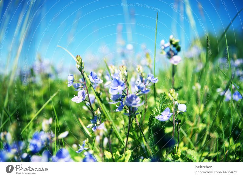 finally it's here! Nature Plant Sky Spring Summer Beautiful weather Flower Grass Bushes Leaf Blossom Veronica Garden Park Meadow Blossoming Fragrance Summery