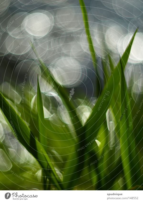 background noise Lake Ocean Fluid Flow Blur Depth of field Background picture Grass Reflection Sunlight Blade of grass Green Spring Growth Wake up Aperture