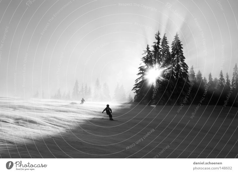 Winter sports Christmas card Skiing Ski run Snow Black Forest White Deep snow Leisure and hobbies Vacation & Travel Background picture Tree Snowscape Nature Sky