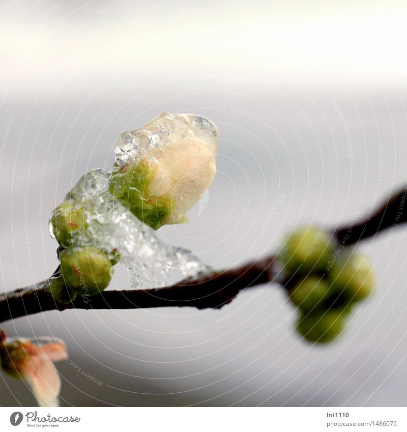 iced quince blossom Nature Plant Water Drops of water Winter Weather Beautiful weather Rain Ice Frost Bushes Blossom icy bud of ornamental quince Garden Park