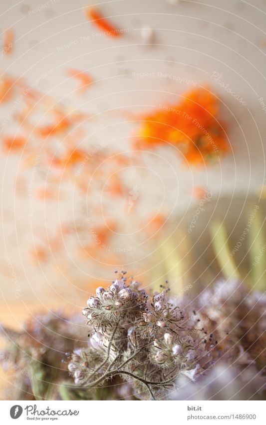 bouquet Plant Flower Blossom Faded To dry up Bouquet Flower vase Dried flower Colour photo