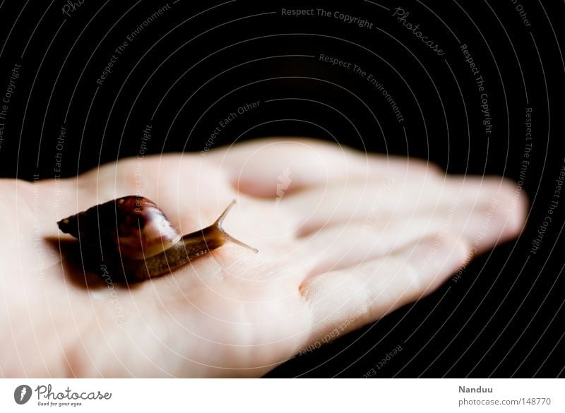 fragile Snail Small Animal Slimy Vulnerable Slowly To hold on Hand Protection Carrying Crawl Shell-bearing mollusk Fragile Sensitive Fish Moral agate snail