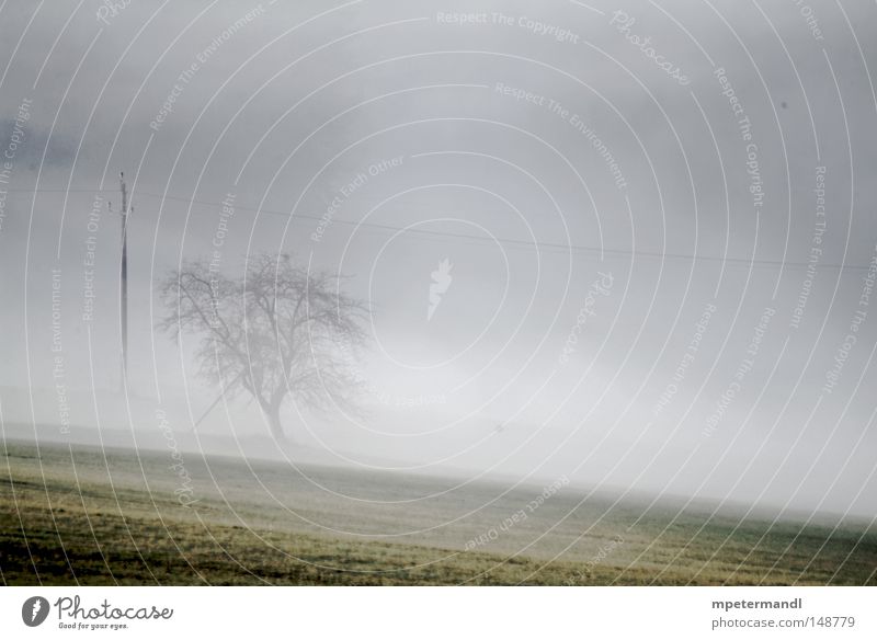 tree in the mist Tree Blur Silhouette Plant Fruit trees Europe Austria Field Agriculture Meadow Brown Autumn Wet Fog eidenberg Sadness