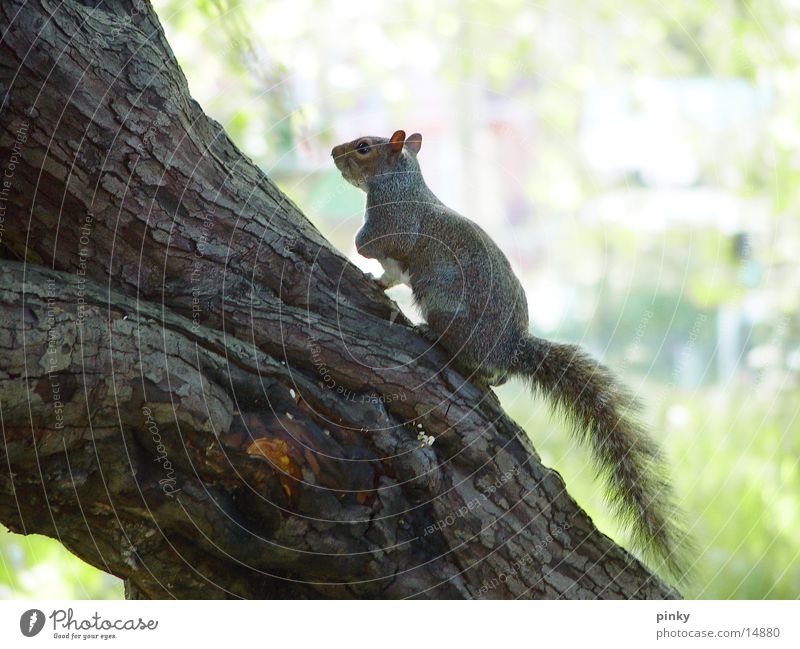 squirrel Tree Squirrel Hazelnut small tree-climbing animal with a bushy tail and a big brain cute Zoo cautious bite Nature sabine