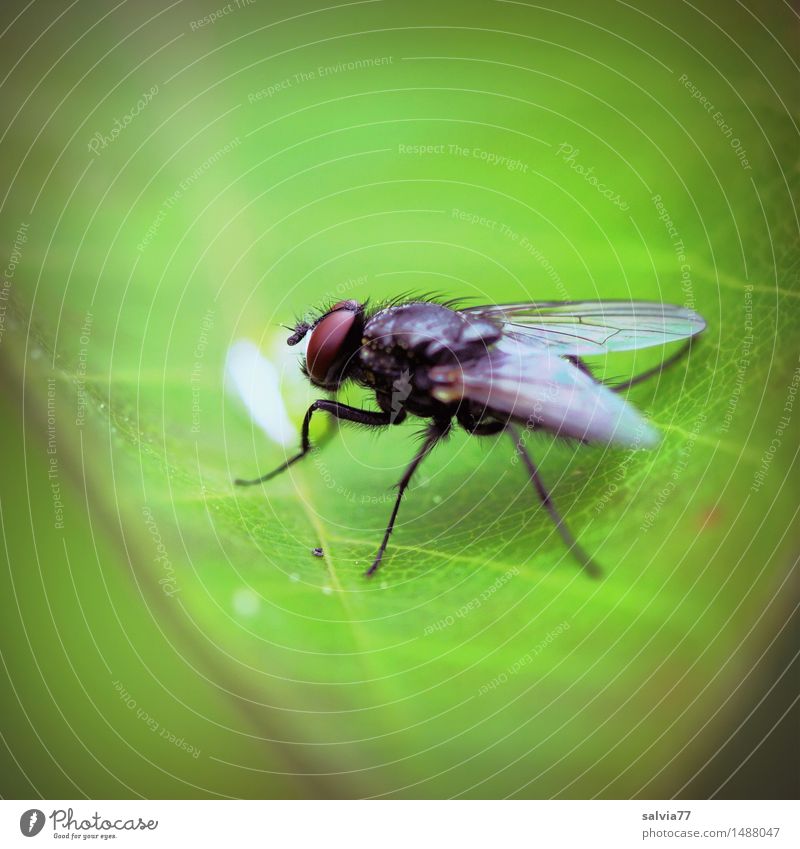 Last drop Nature Plant Animal Leaf Wild animal Fly Wing Insect Compound eye 1 Observe Crawl Sit Small Green Ease Drop Colour photo Exterior shot Detail