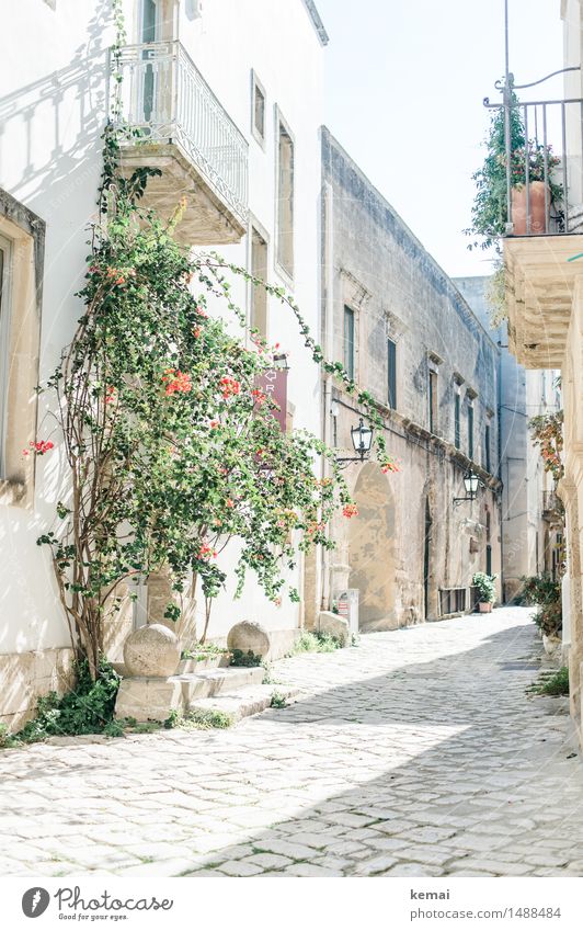 In the light Summer Beautiful weather Flower Bushes Italy Apulia Small Town Downtown Old town Deserted House (Residential Structure) Detached house
