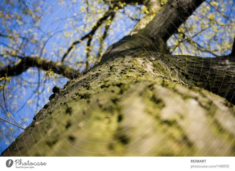 twelve Tree Sky Nature Branch Blue Green Tree bark Leaf Spring