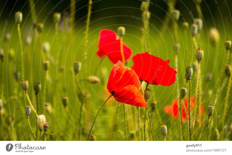 poppy flower Environment Nature Landscape Sun Spring Beautiful weather Plant Grass Leaf Blossom Foliage plant Poppy Garden Park Meadow Blossoming Discover Hang
