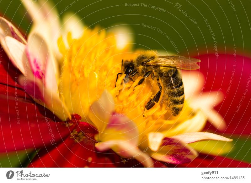 BEE AT WORK Environment Nature Landscape Sun Summer Beautiful weather Plant Blossom Foliage plant Garden Park Meadow Animal Farm animal Wild animal Bee 1