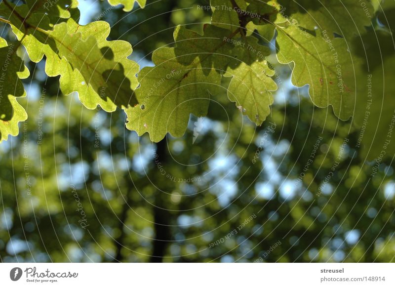 summer forest Happy Relaxation Calm Summer Environment Nature Plant Beautiful weather Tree Leaf Oak tree Forest Breathe To enjoy Hang Dream Growth Free Fresh