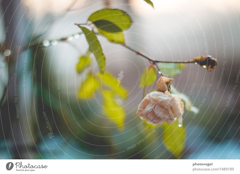 The Last Rose Nature Plant Water Drops of water Flower Leaf Blossom Garden Wet Natural Green Pink Emotions Moody Sadness Concern Grief Death Pain Longing