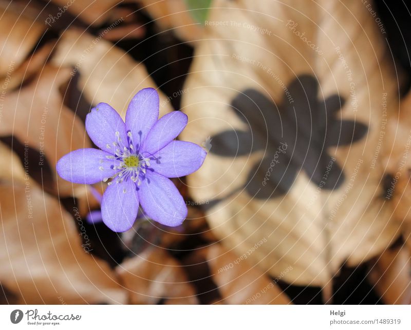 spring flowers Environment Nature Plant Spring Beautiful weather Flower Leaf Blossom Wild plant Hepatica nobilis Forest Blossoming To dry up Growth Esthetic