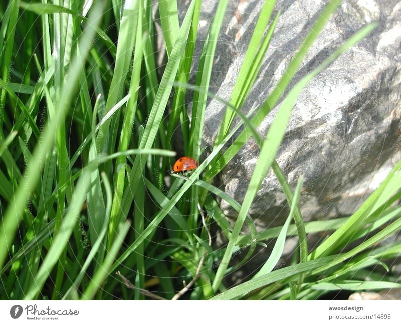 ladybugs Ladybird Grass Insect Red Green Beetle Nature Point