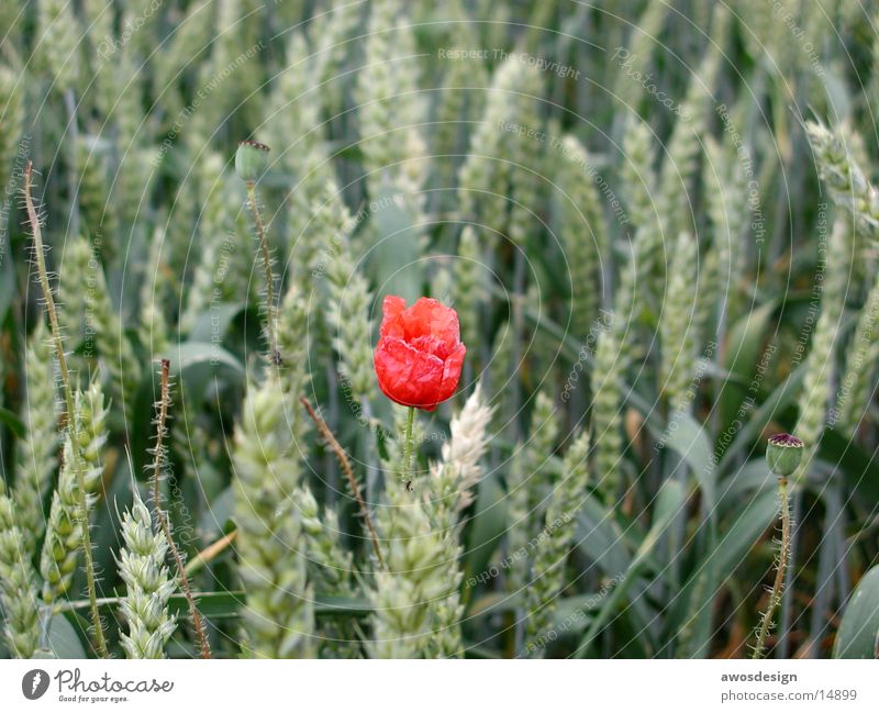 Poppy flower in cornfield Field Blossom Red Wheat Ear of corn Summer Grain