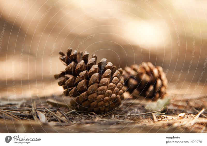 Two pine cones fallen down on the ground in a pine forest Nature Plant Tree Forest Mountain Beautiful Natural Warmth Brown Cone Ground Fallen Blur Day Shadow